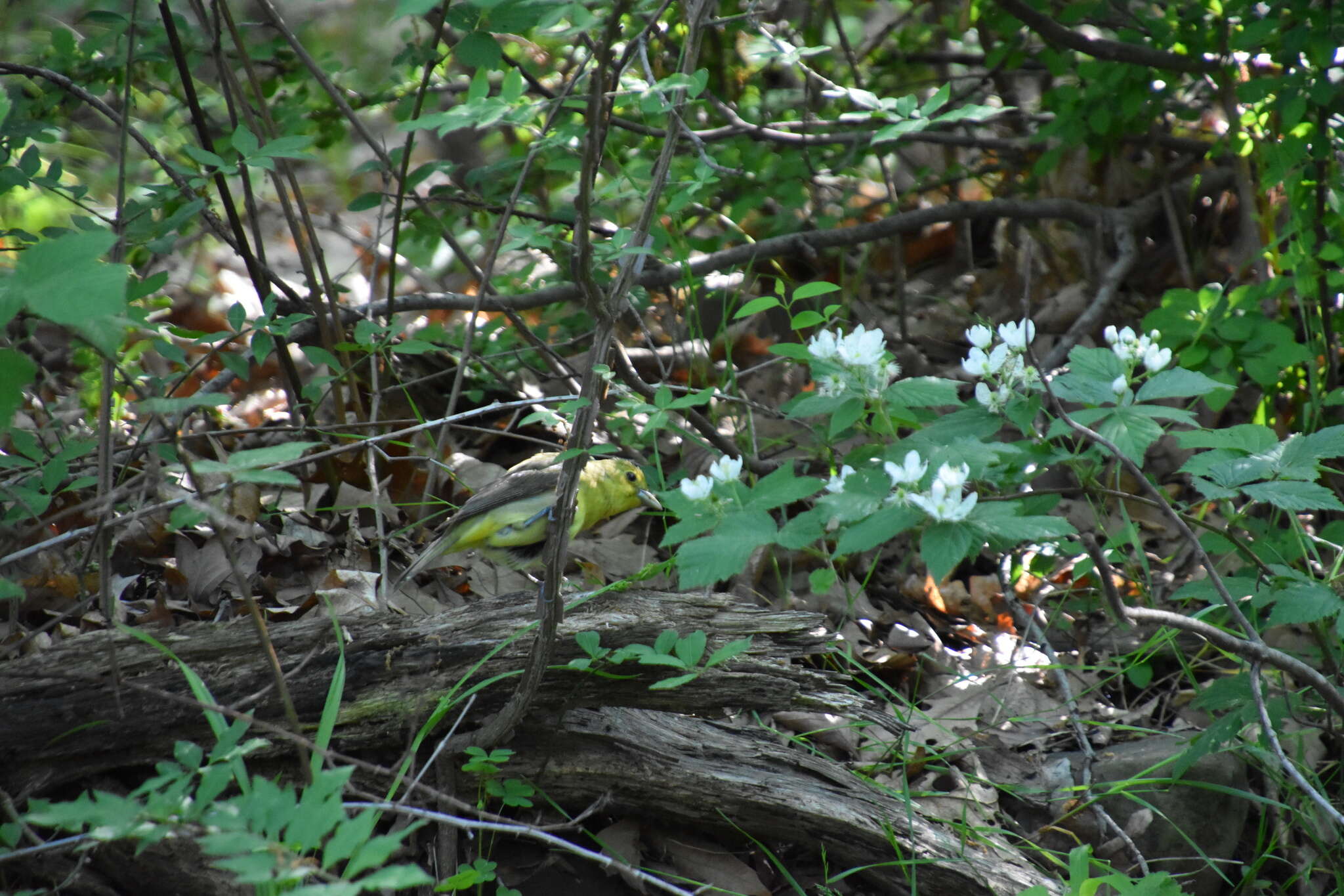 Image of Yellow-throated Vireo