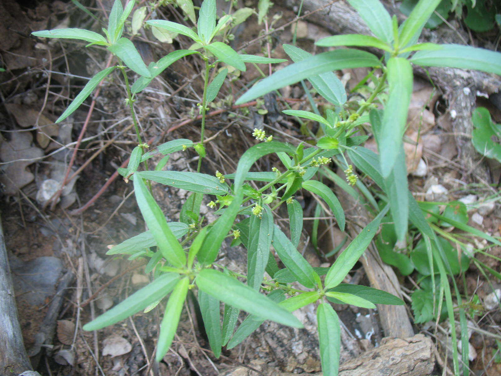 Sivun Acalypha monococca (Engelm. ex A. Gray) Lill. W. Mill. & Gandhi kuva