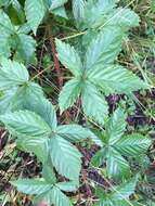 صورة Rubus setosus Bigelow