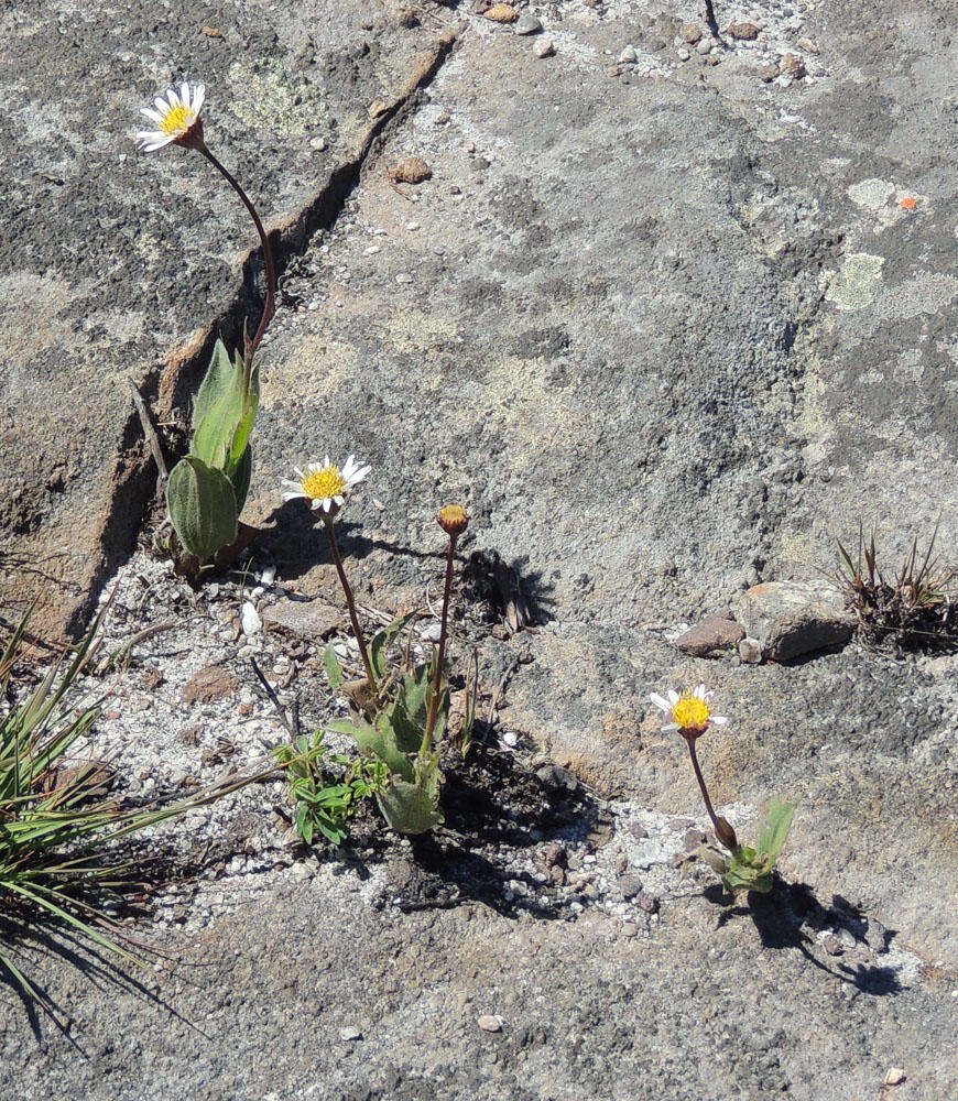 Image of Afroaster nubimontis (W. Lippert) J. C. Manning & Goldblatt