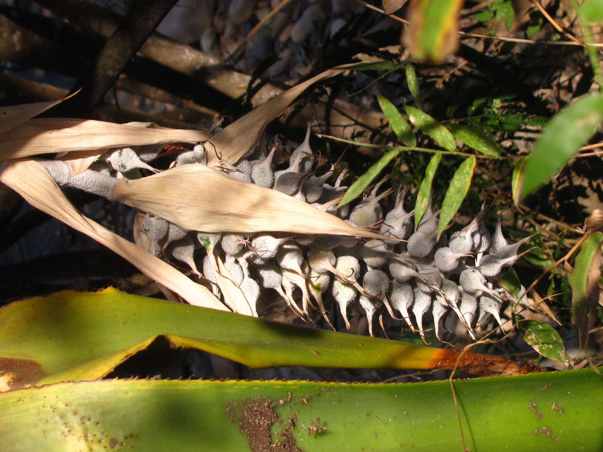 Aechmea mcvaughii L. B. Sm.的圖片