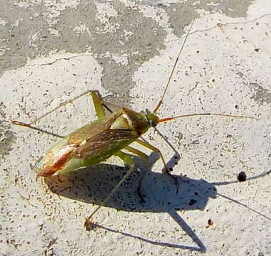 Image of Closterotomus trivialis (A. Costa 1853)