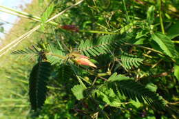 Image de Chamaecrista repens (Vogel) H. S. Irwin & Barneby