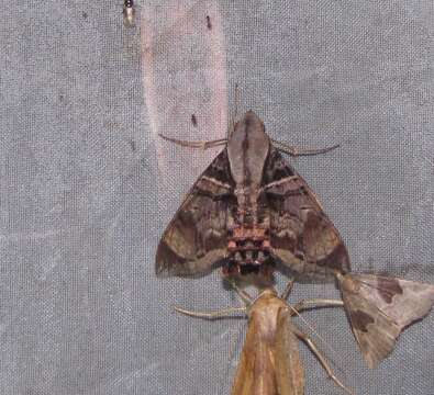 Image of Cuban Sphinx Moth