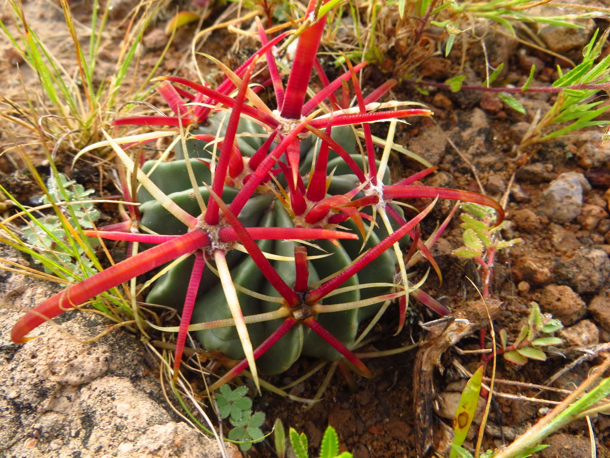 Image of Ferocactus latispinus (Haw.) Britton & Rose