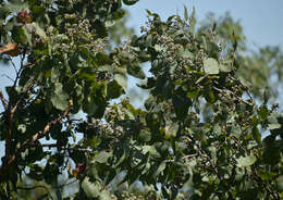 Image of Corymbia peltata (Benth.) K. D. Hill & L. A. S. Johnson