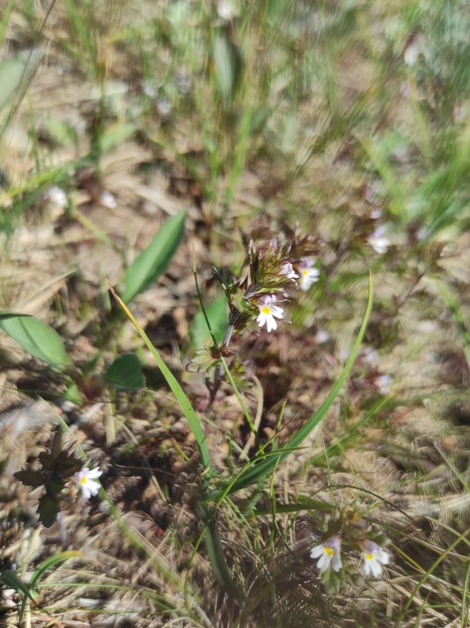 Imagem de Euphrasia wettsteinii G. L. Gusarova