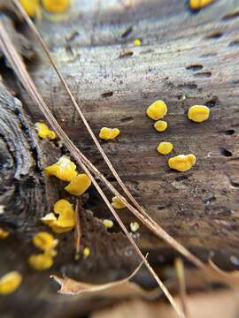 Image of Ditiola peziziformis (Lév.) D. A. Reid 1974