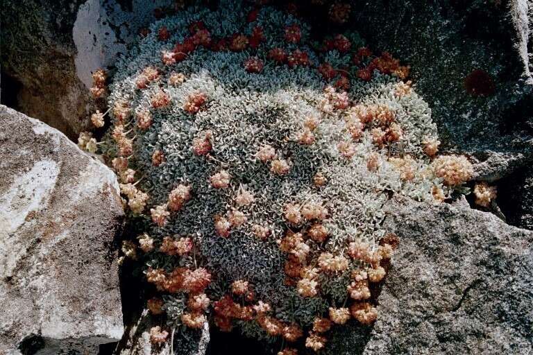 Imagem de Eriogonum ovalifolium var. nivale (Canby ex Coville) M. E. Jones