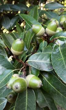 Image of bamboo-leaf oak