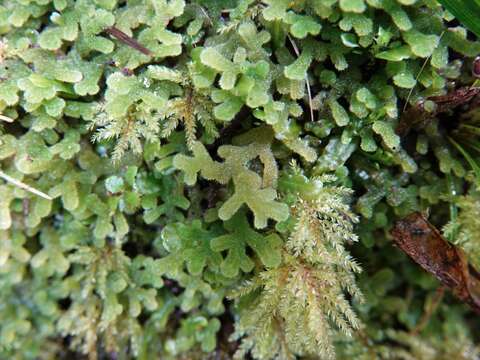 Image of Leiomitra lanata (Hook.) R. M. Schust.