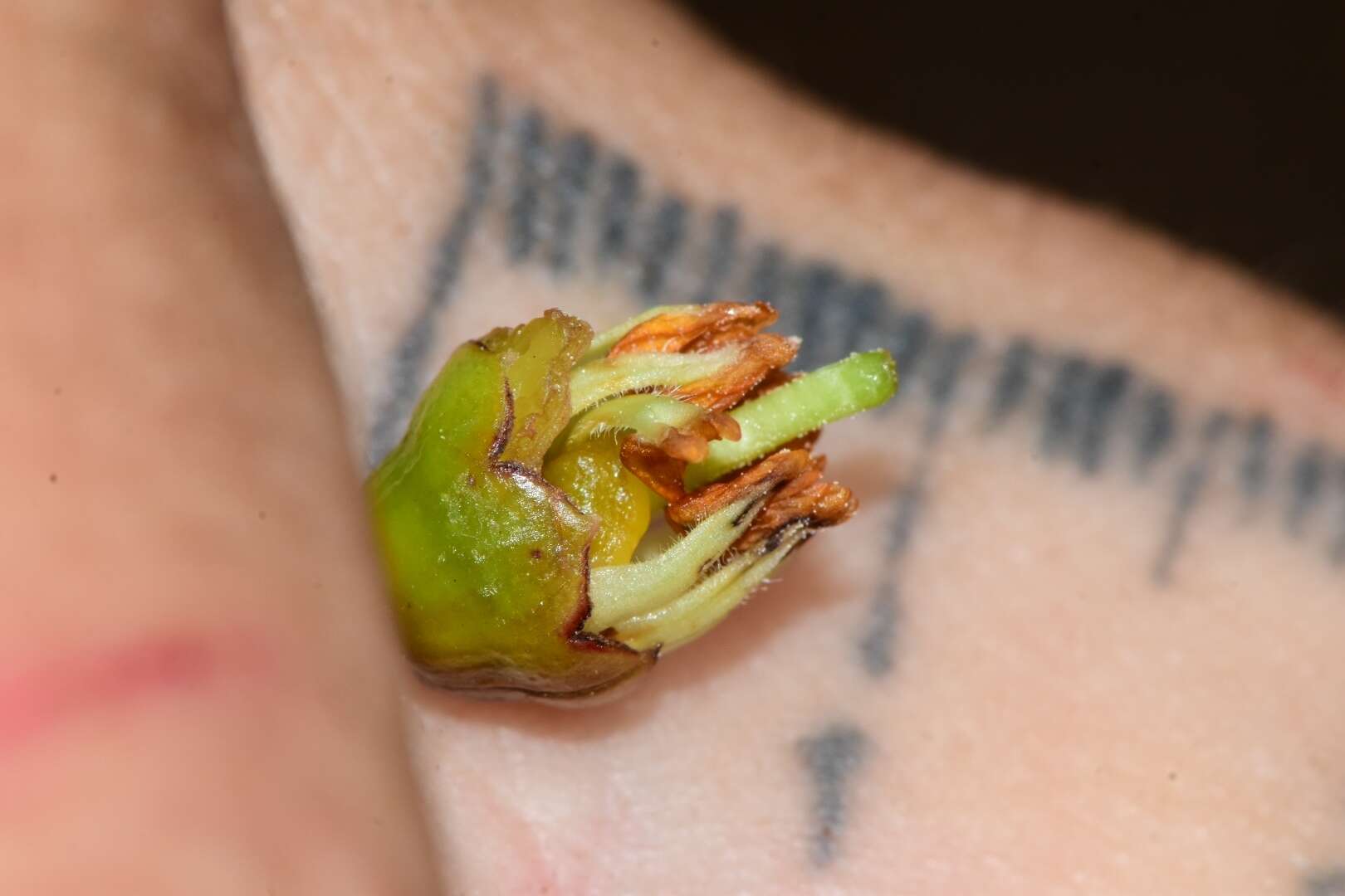 Слика од Symphysia racemosa (Vahl) Stearn