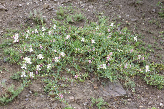 Image of Capparis spinosa var. herbacea (Willd.) Fici