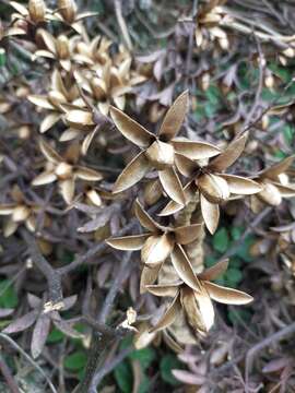 Image of Toona sinensis (A. Juss.) M. Roem.