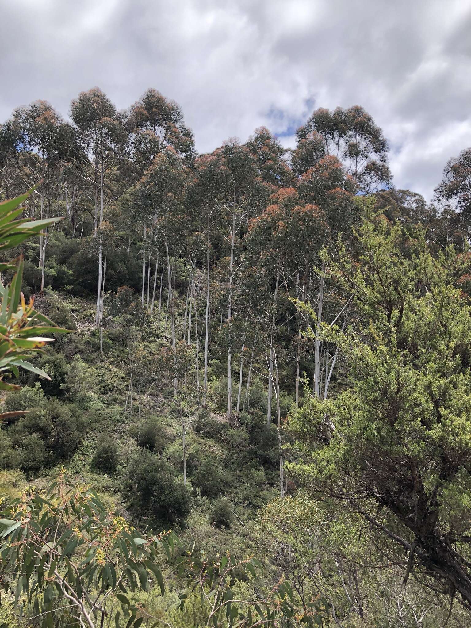 Imagem de Eucalyptus oreades F. Müll. ex R. T. Baker