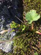 Image of Mountain Avens