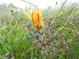 صورة Lampranthus glaucus (L.) N. E. Br.