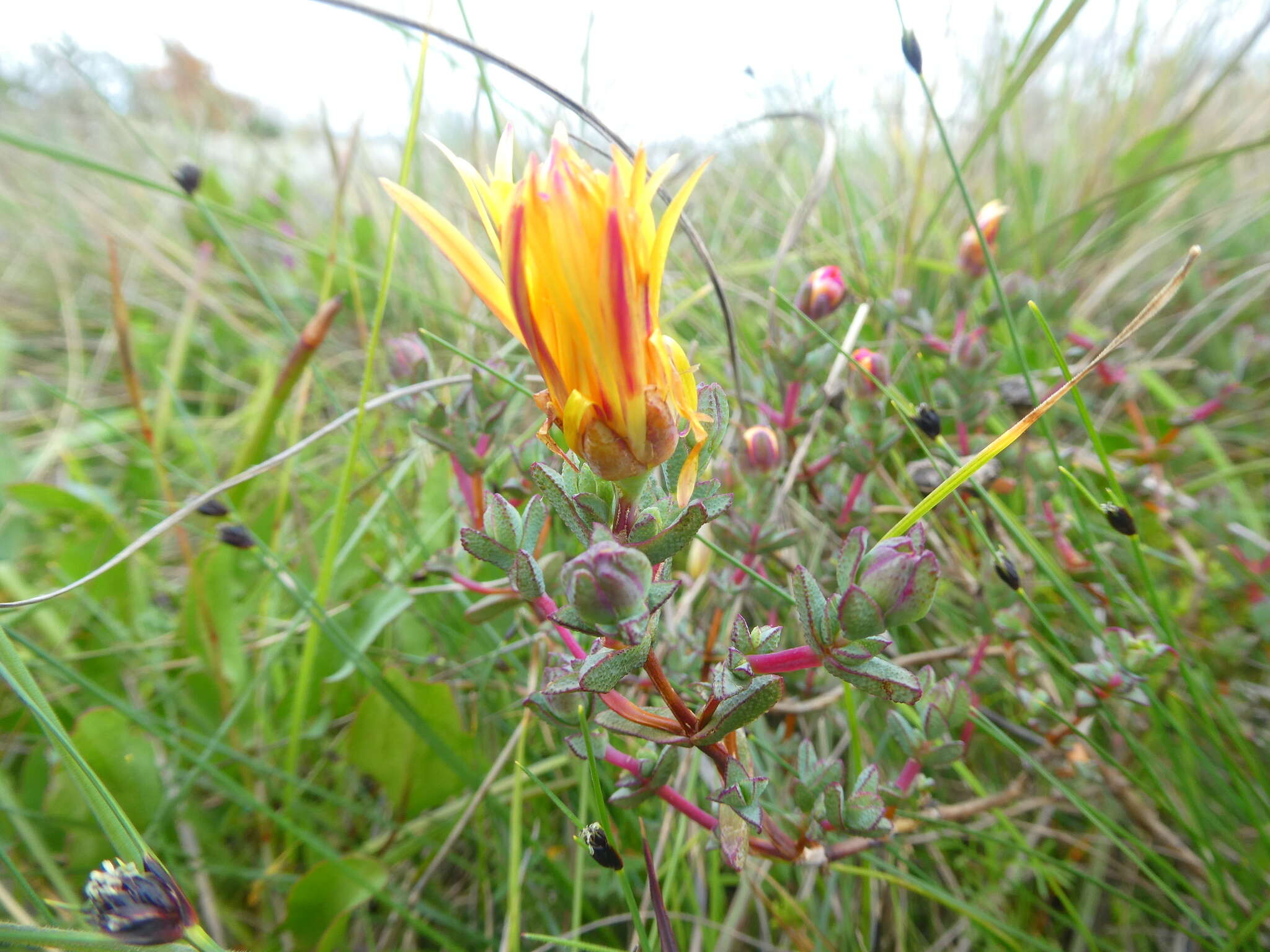 صورة Lampranthus glaucus (L.) N. E. Br.