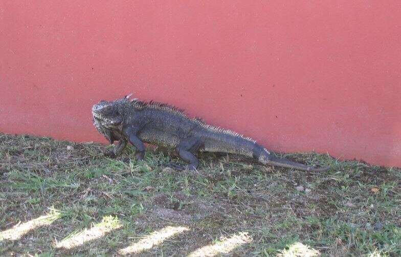 Image of Iguana iguana melanoderma