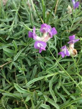 Image of Oxytropis leptophylla (Pall.) DC.