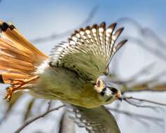 Image of Falco sparverius dominicensis Gmelin & JF 1788