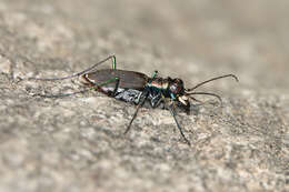 Plancia ëd Cicindela (Cicindelidia) rufiventris rufiventris Dejean 1825