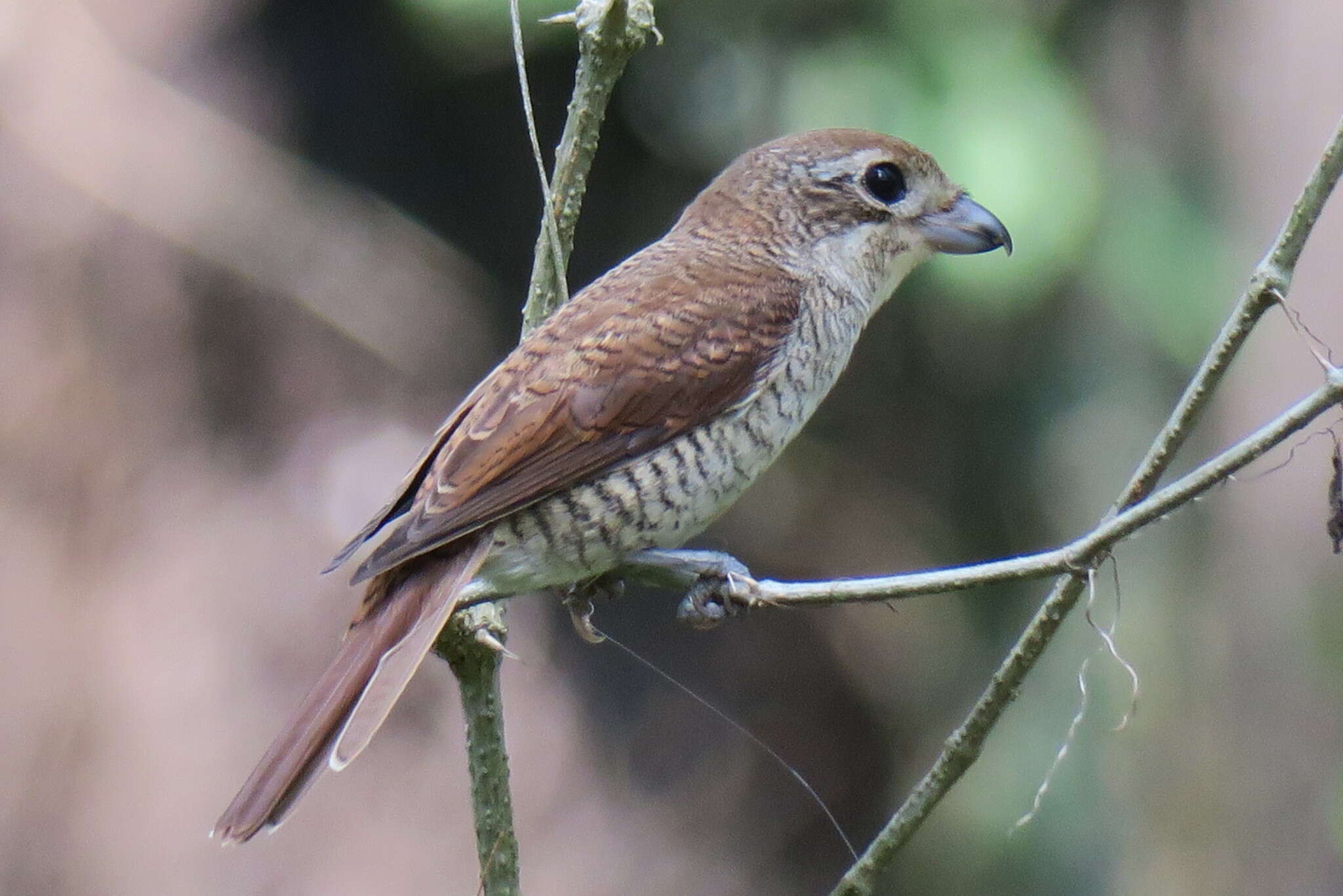 Image of Tiger Shrike