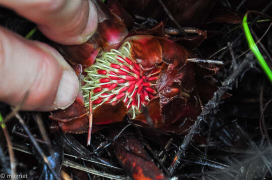 Image of Protea cordata Thunb.