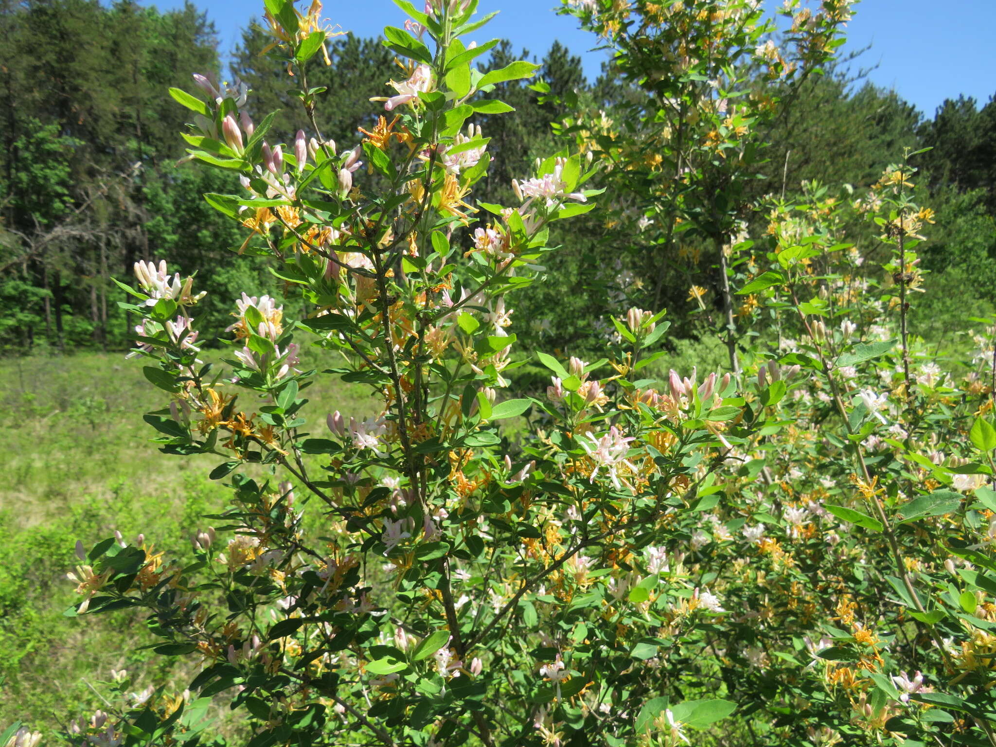 Image de Lonicera bella Zab.