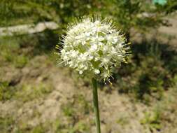 Image of garden onion