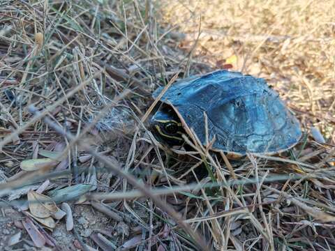 Image of Malayan snail-eating turtle