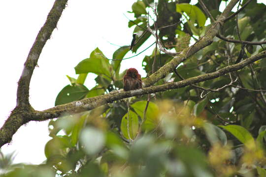 Image of Cloud-forest Pygmy Owl