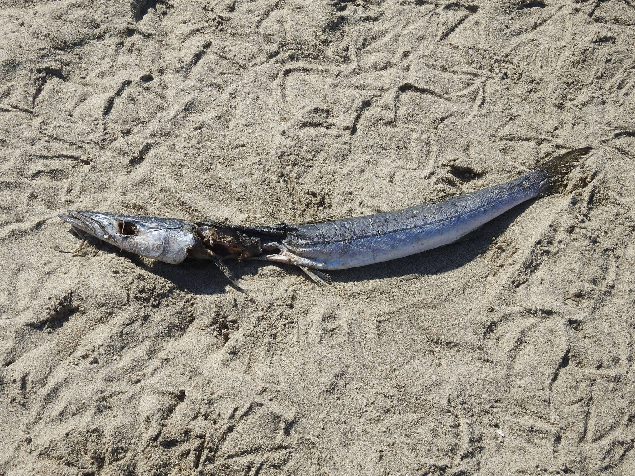 Image of Pacific barracuda