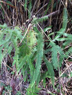 Image of Mexican Umbrella Fern