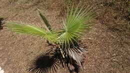 Image of fan palm