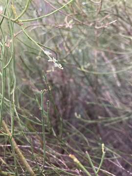 Image of Leptomeria drupacea (Labill.) Druce