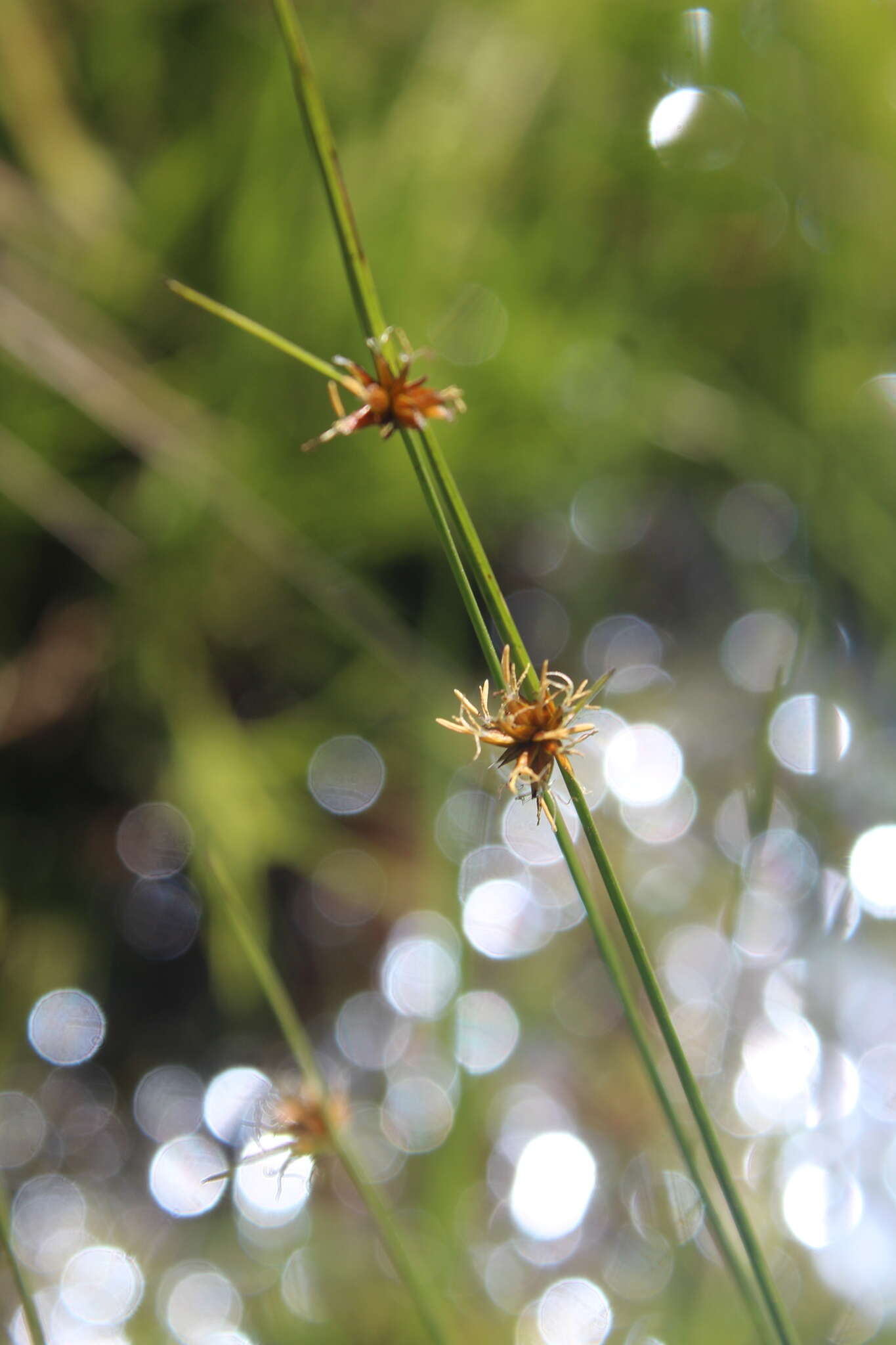 Image de Cyperus ridleyi Mattf. & Kük.