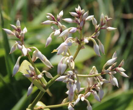 Image of Arthropodium bifurcatum Heenan, A. D. Mitch. & de Lange