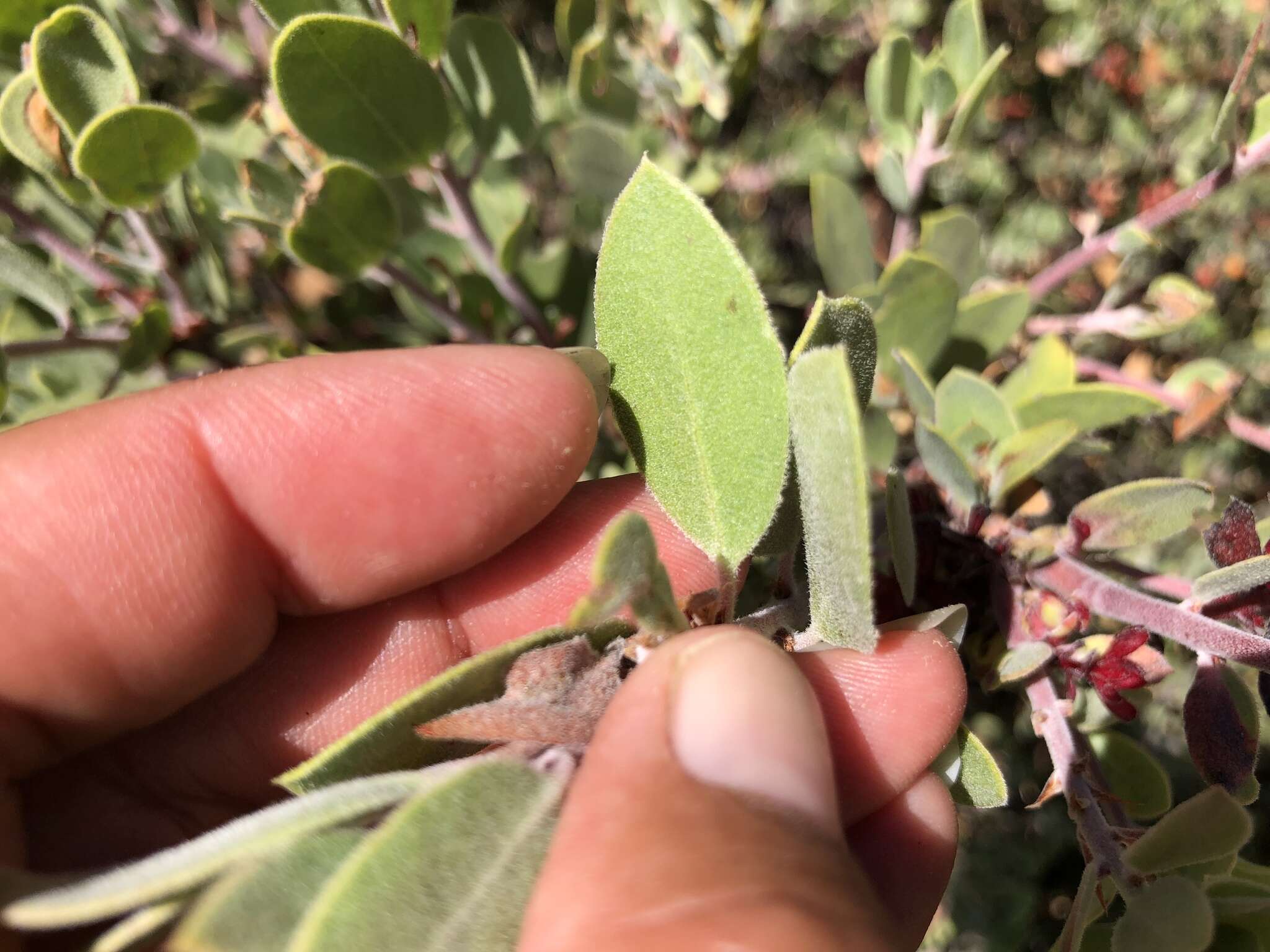 Слика од Arctostaphylos hookeri subsp. montana (Eastw.) P. V. Wells