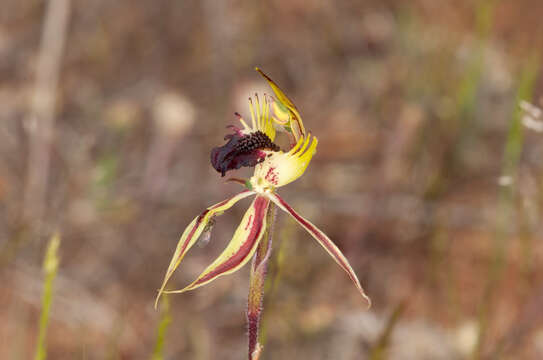 Image of Upright spider orchid