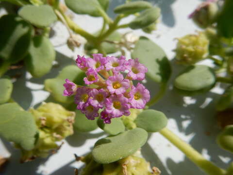 Image of Abronia maritima subsp. capensis A. F. Johnson