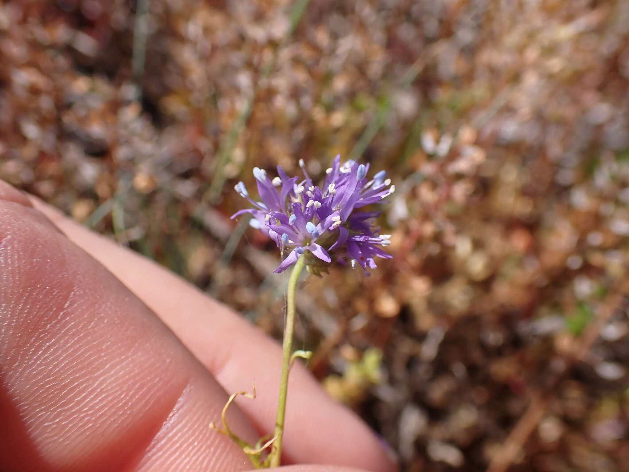 Image of bluehead gilia