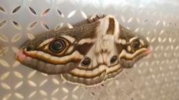 Image of Southern Marbled Emperor