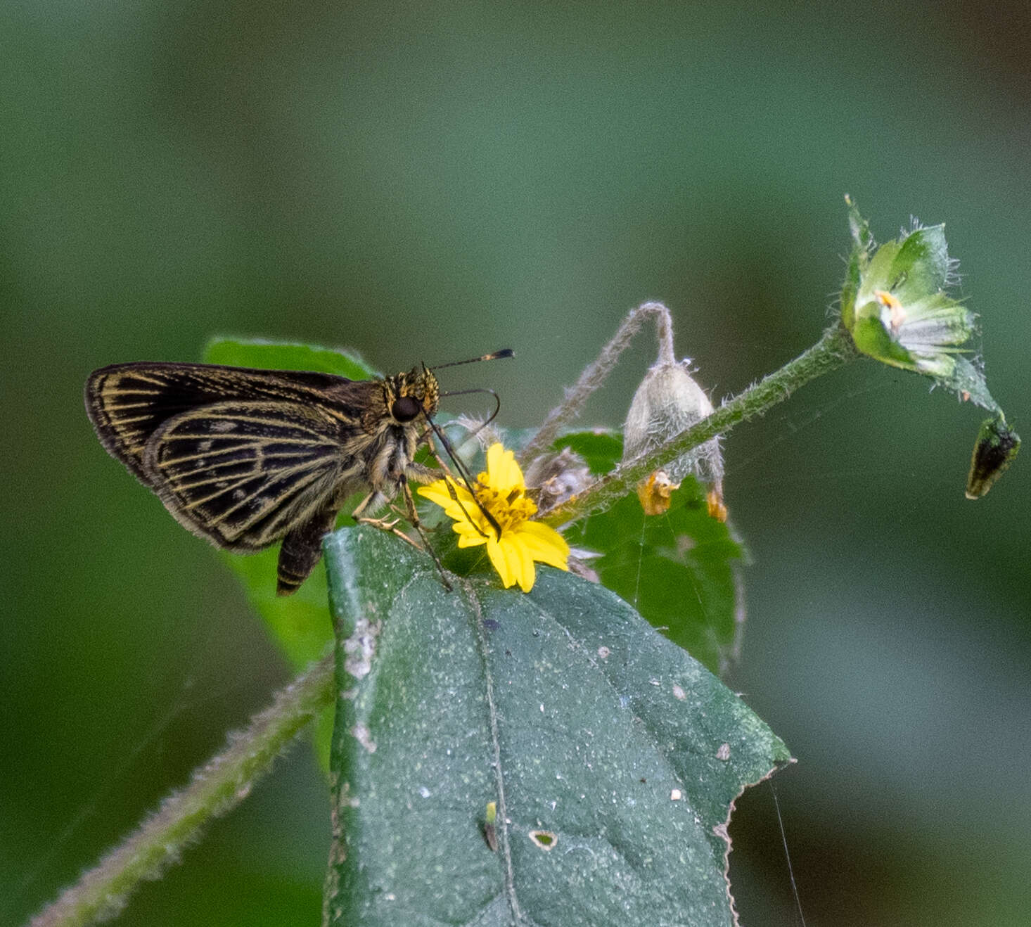 Imagem de Callimormus interpunctata Plötz 1884