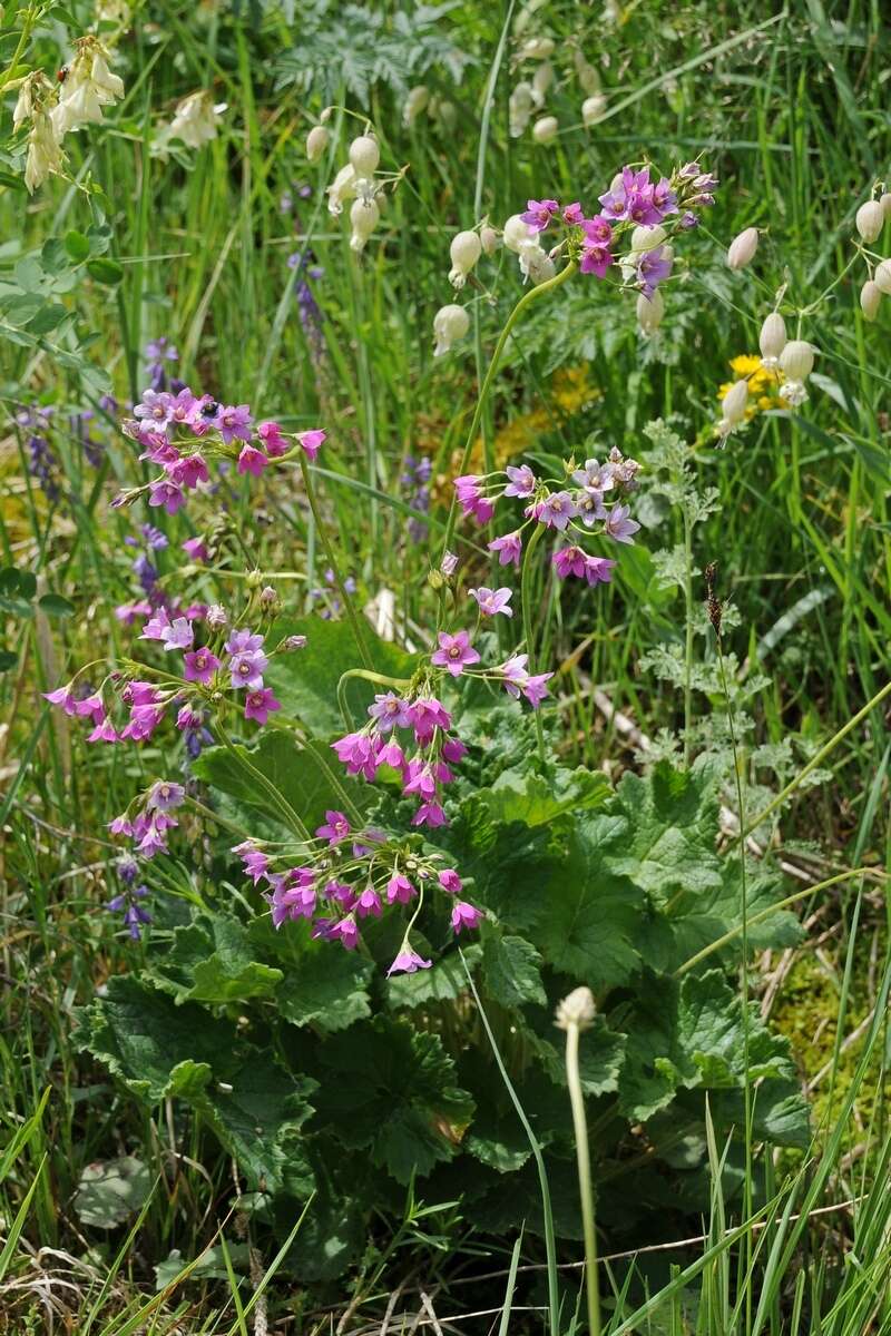 Image of Primula matthioli subsp. turkestanica (Losinsk.) Kovt.