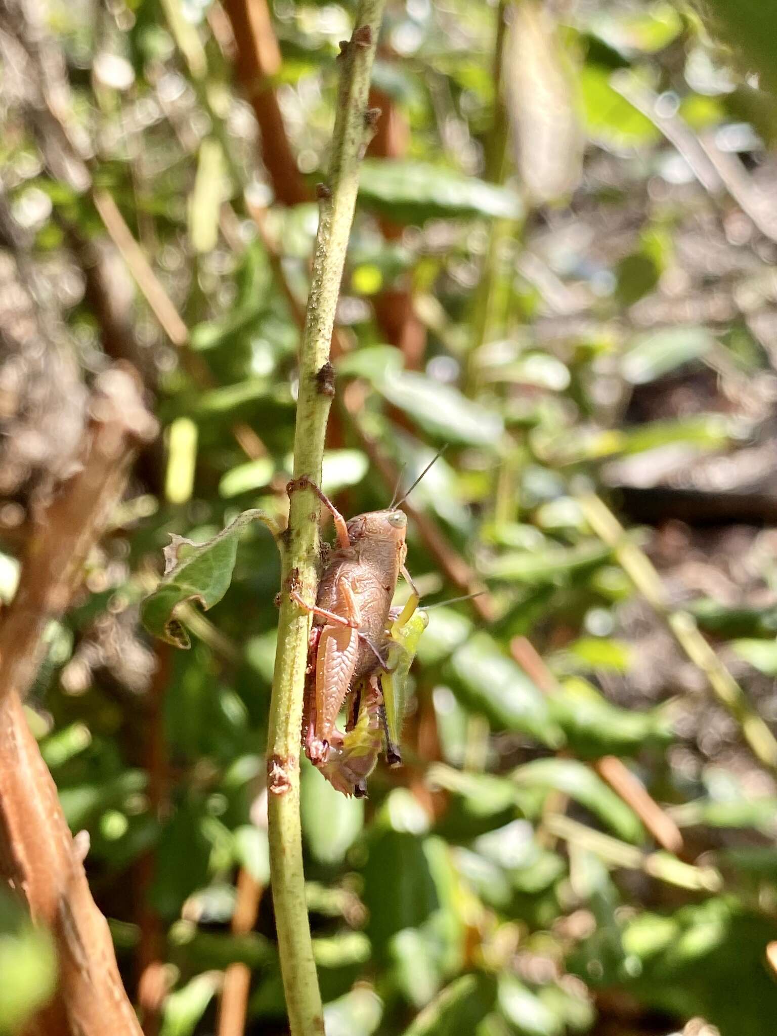 Floritettix aptera (Scudder & S. H. 1878)的圖片