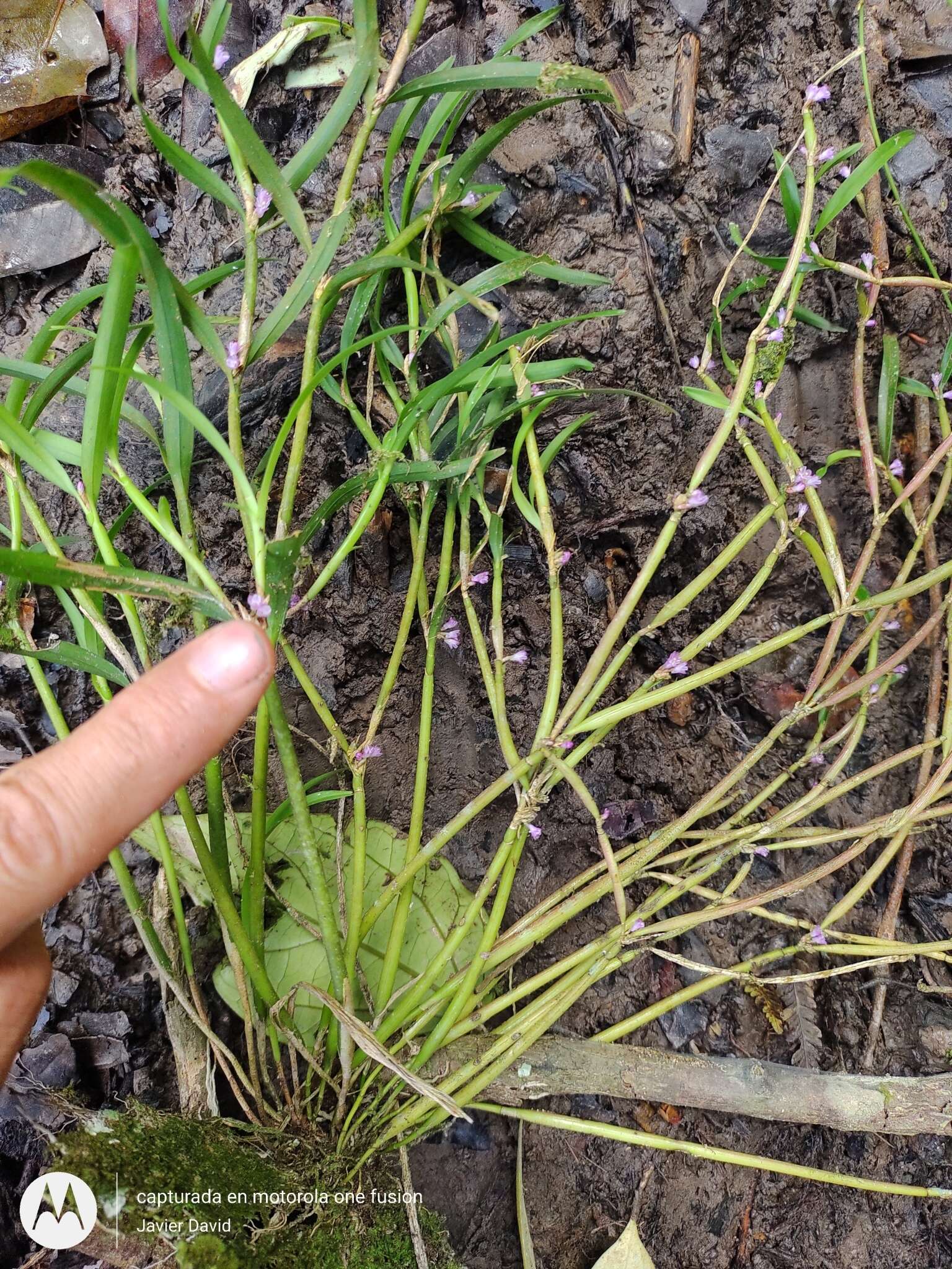 Слика од Scaphyglottis graminifolia (Ruiz & Pav.) Poepp. & Endl.