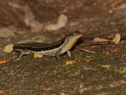 Image of Line-spotted Forest Skink