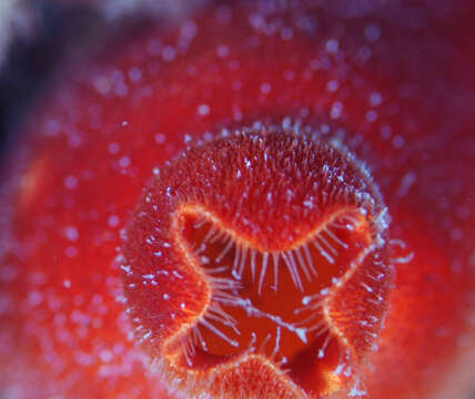 Image of red sea-squirt