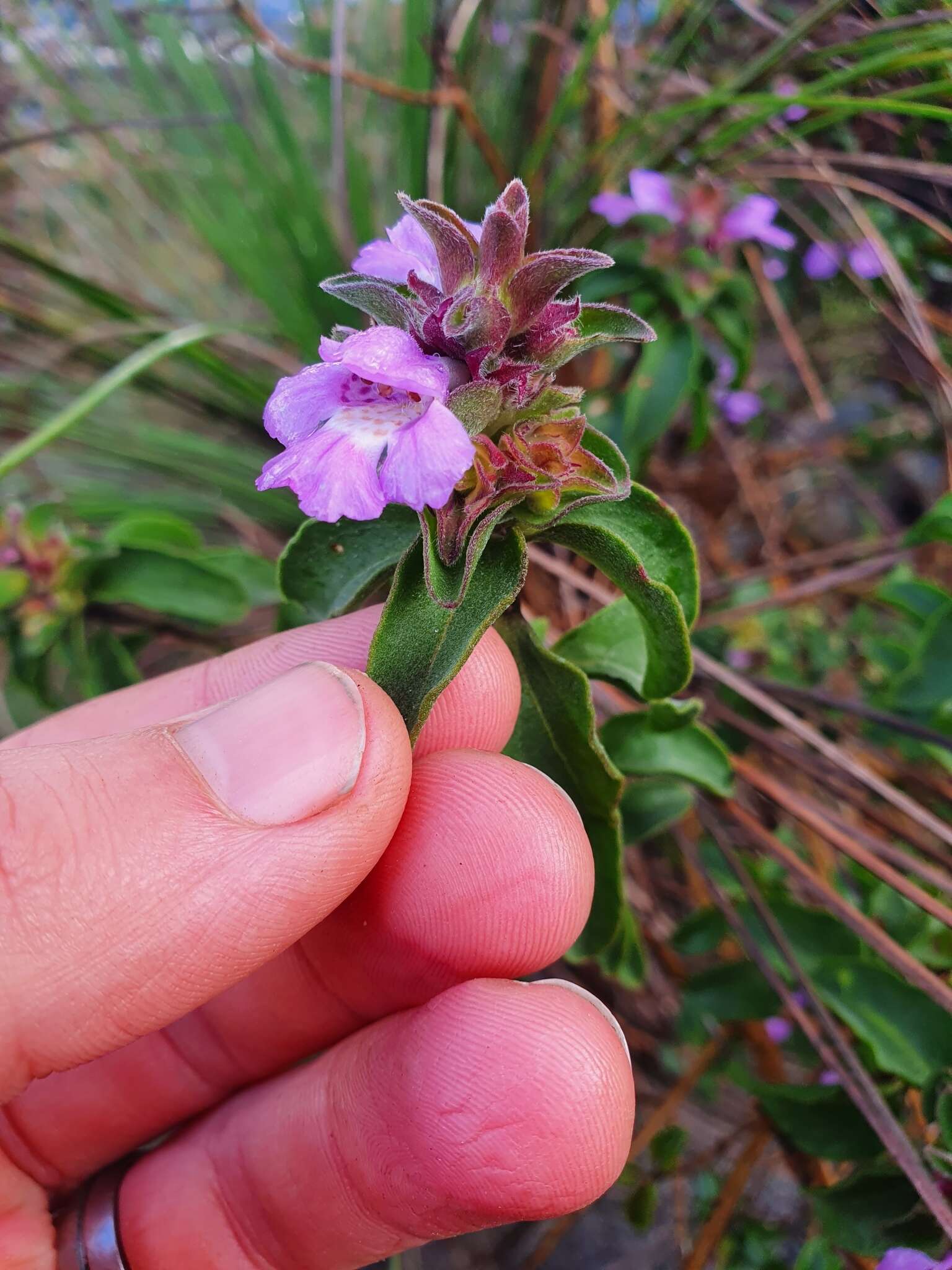 Image of Hemigenia incana (Lindl.) Benth.